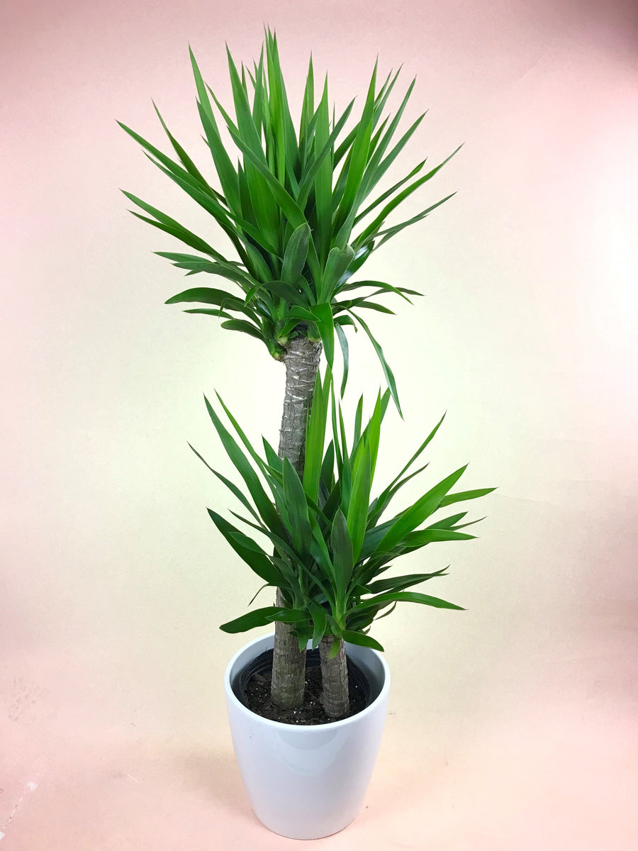 yucca cane pot size Yucca Cane – Poppies Plant of Joy