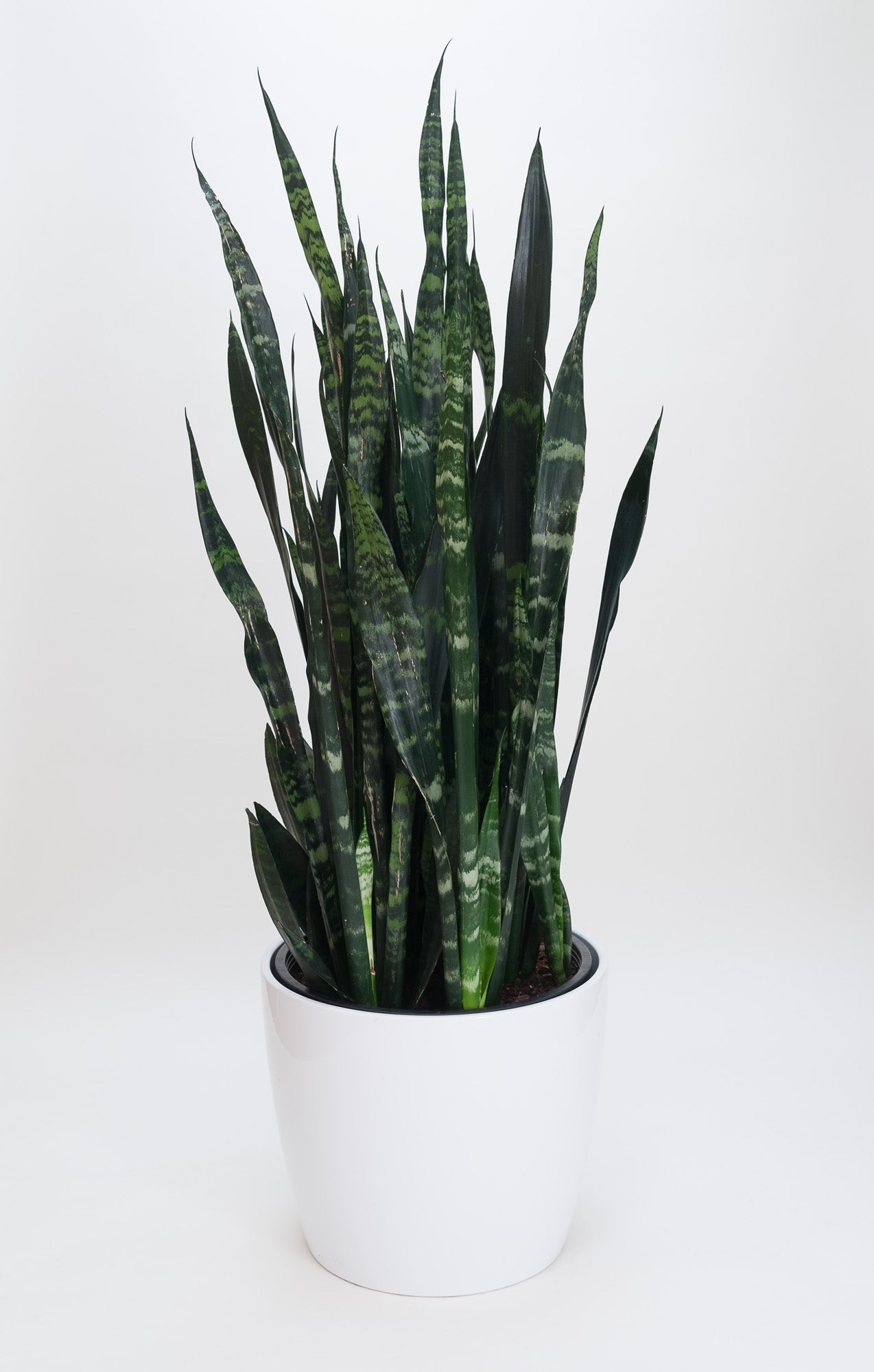 zeylanica sansevieria Sansevieria Zeylanica (Snake Plant)