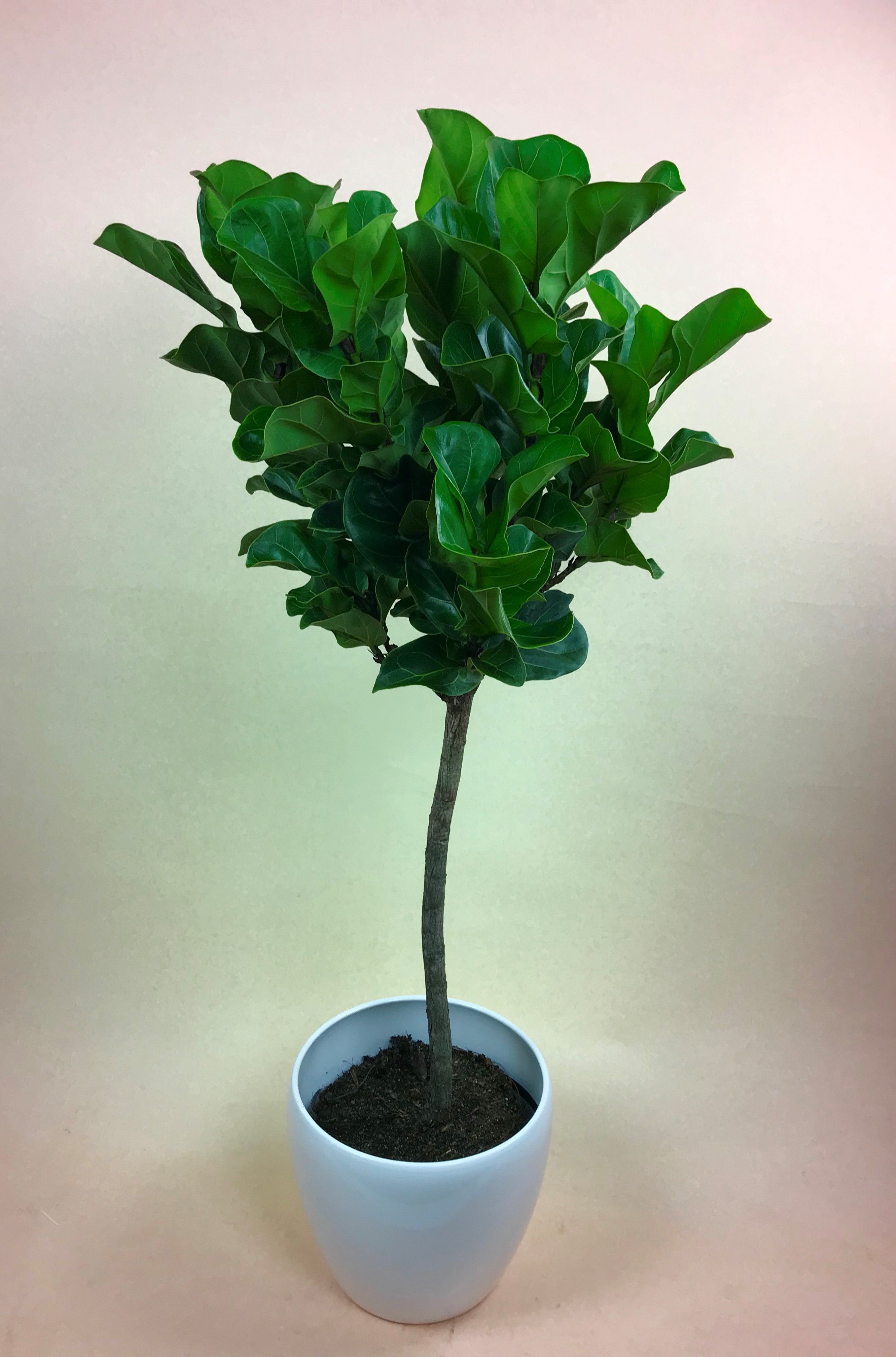 little fiddle leaf fig Ficus Lyrata 'Little Fiddle' (Fiddle Leaf Fig)