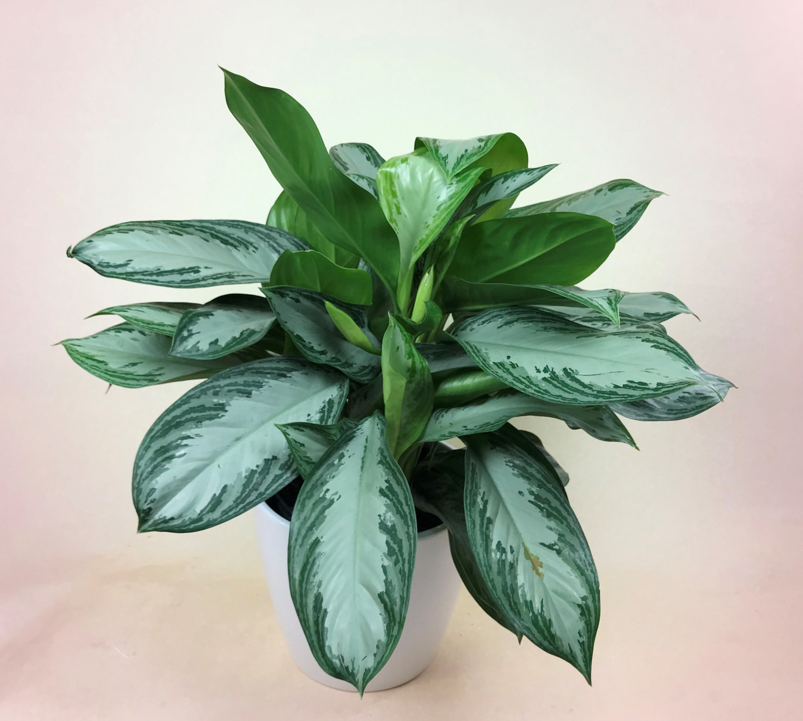 aglaonema silver bay chinese evergreen Aglaonema Silver Bay (Chinese Evergreen)
