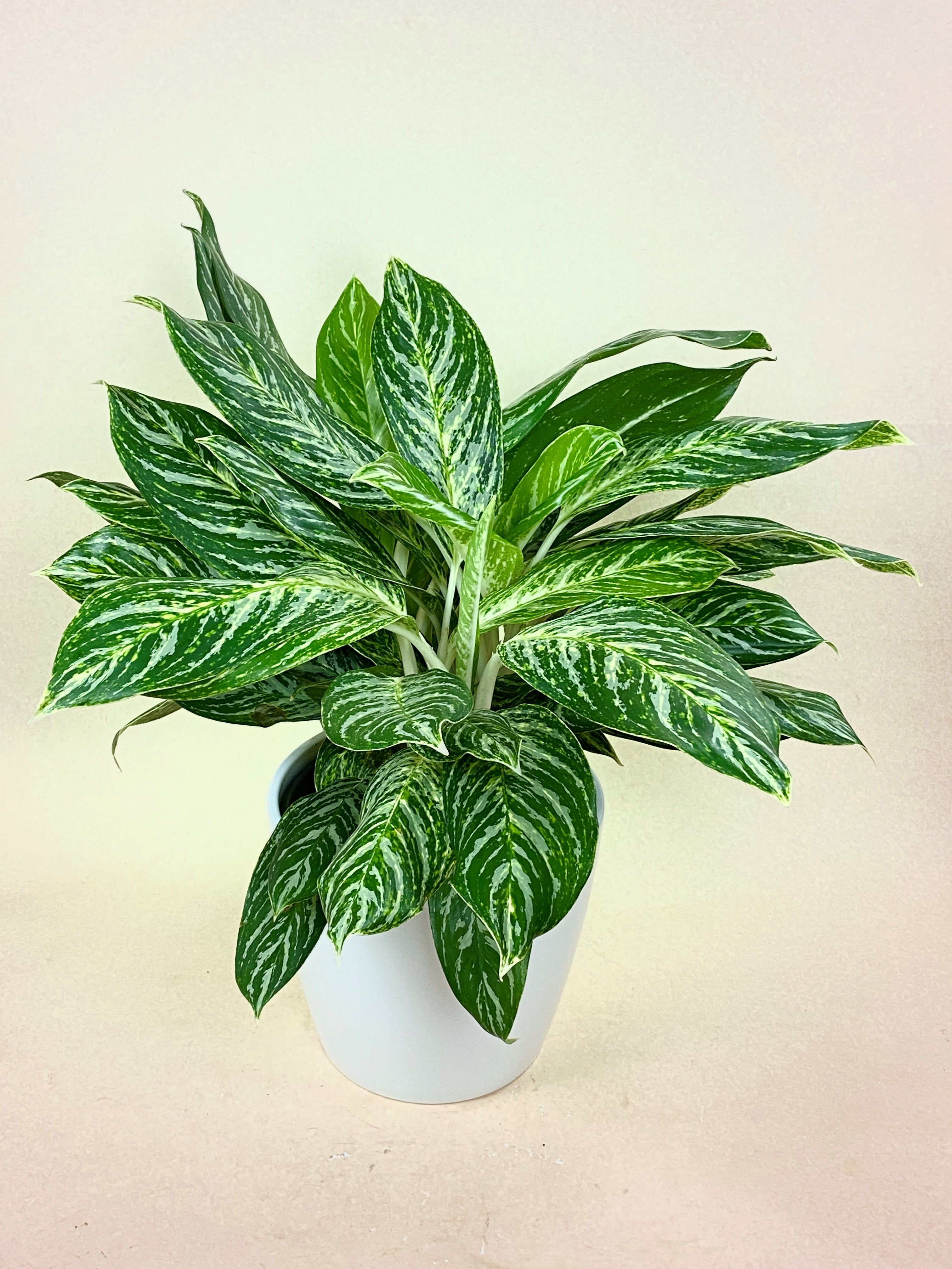 aglaonema madonna Aglaonema Golden Madonna (Chinese Evergreen)