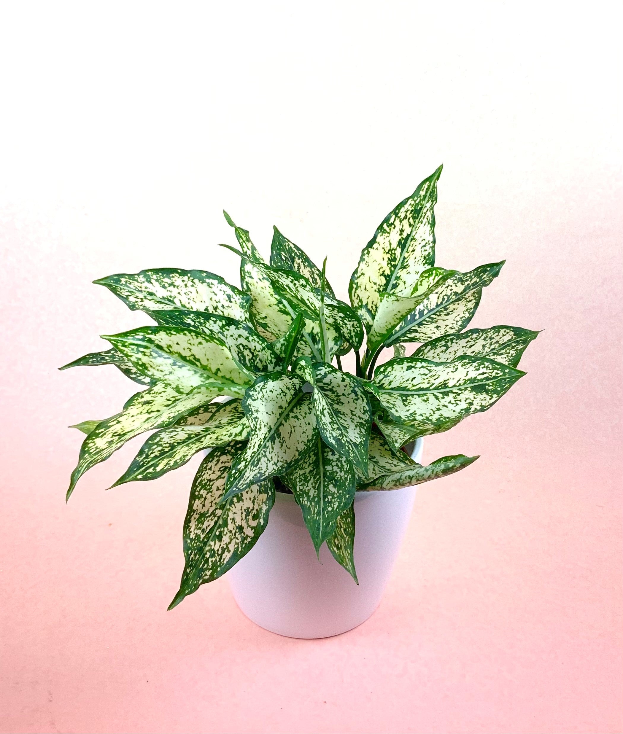 aglaonema dalmation Aglaonema "White Dalmation" – Poppies Plant of Joy