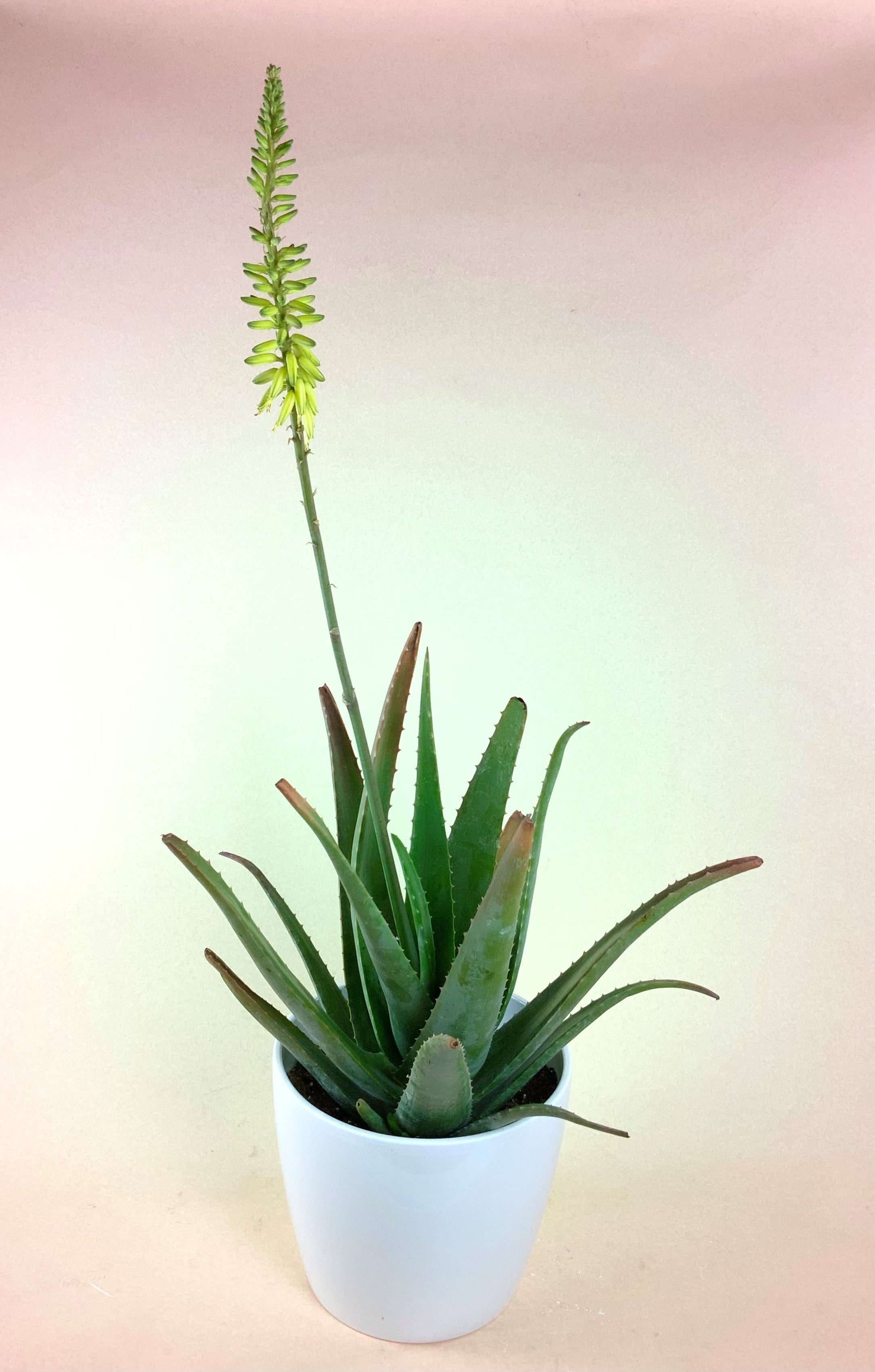 massive aloe vera plant Giant Flowering Aloe