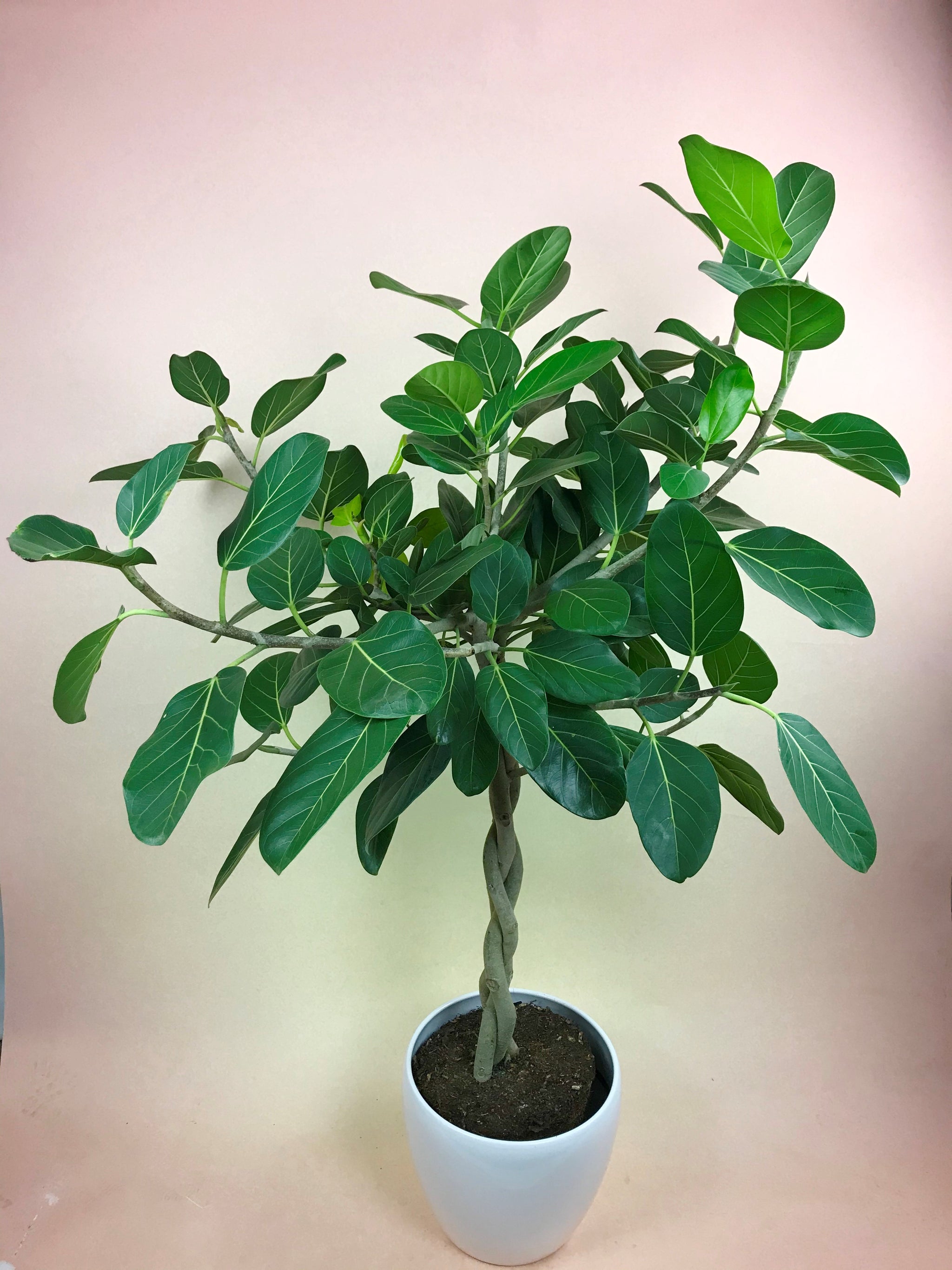 ficus audrey giftig Ficus Audrey – Poppies Plant of Joy