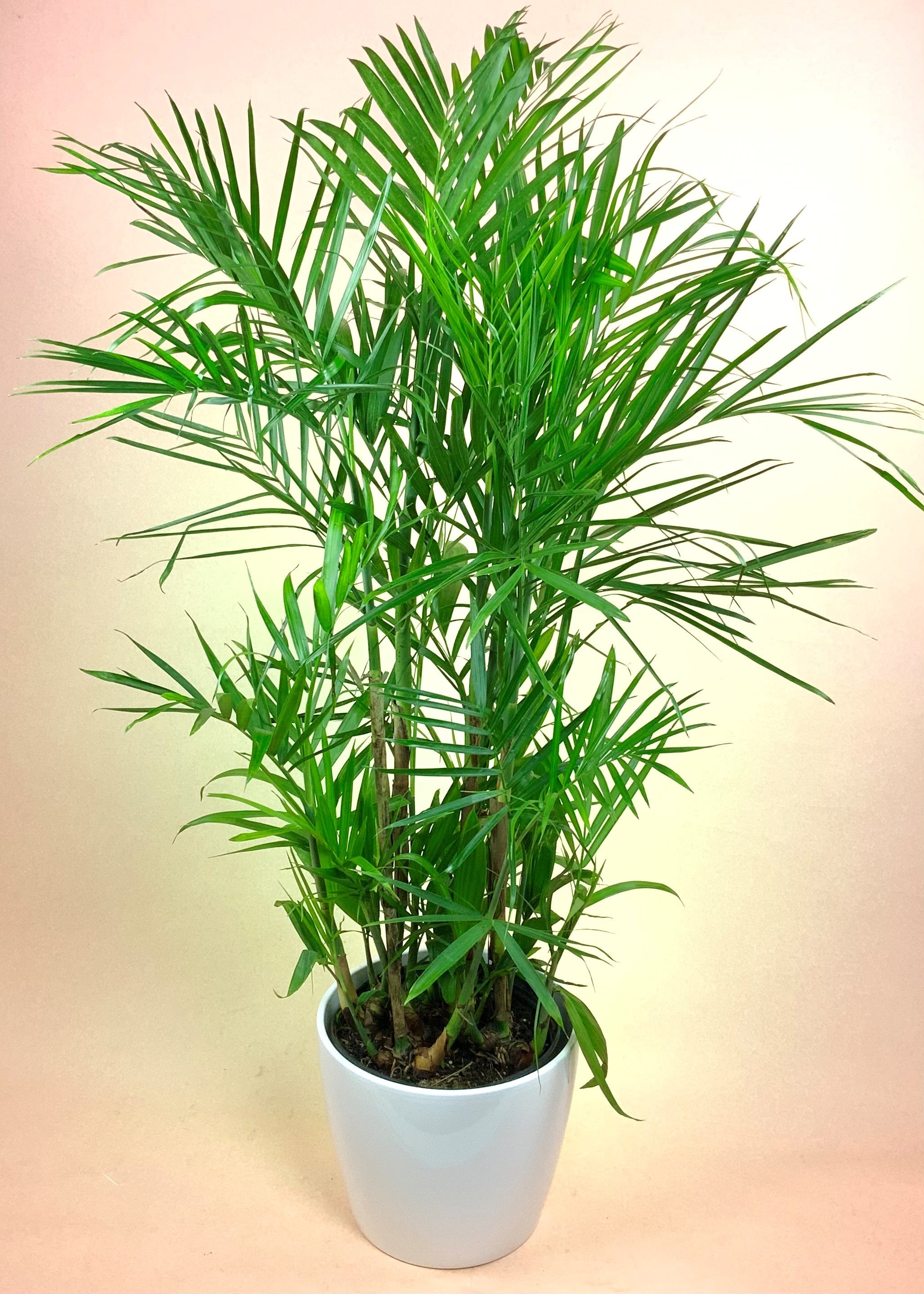 bamboo palm plant uk Bamboo Palm