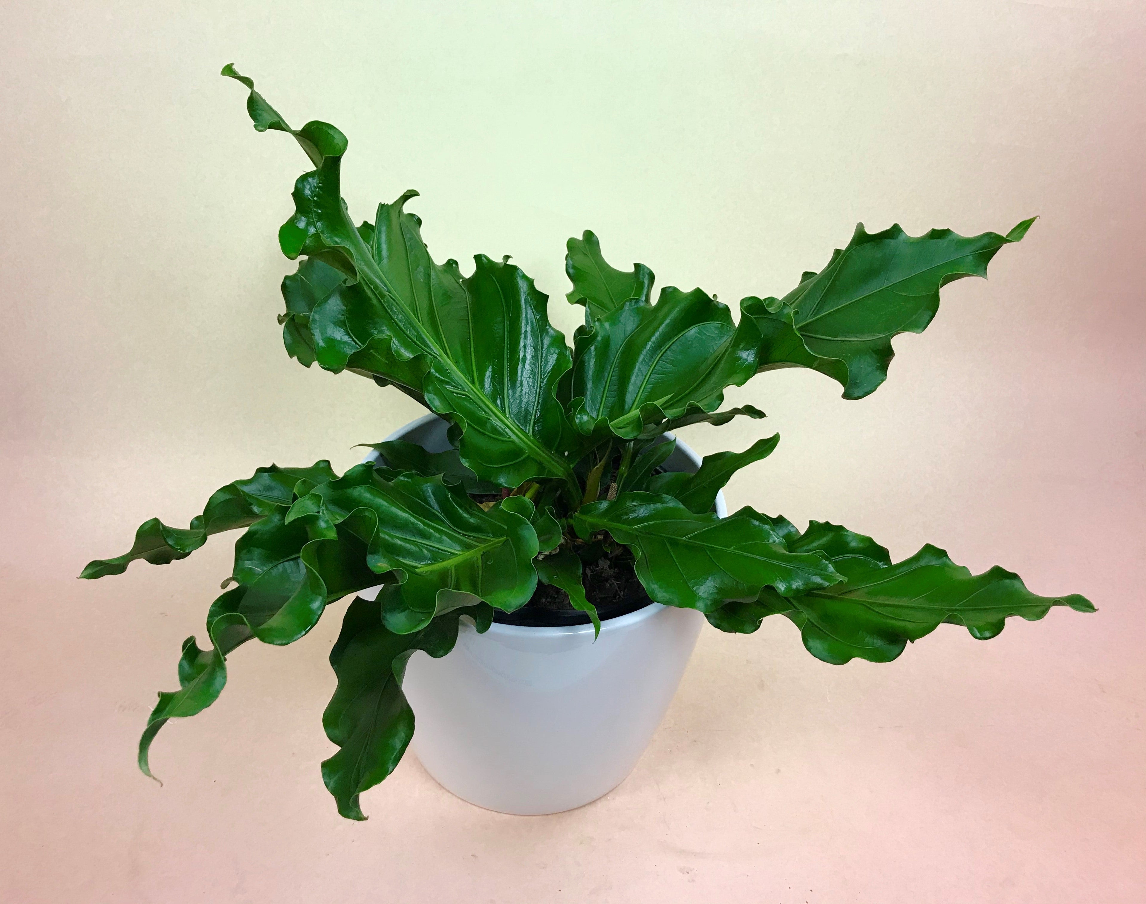 anthurium hokery Anthurium Hookeri – Poppies Plant of Joy