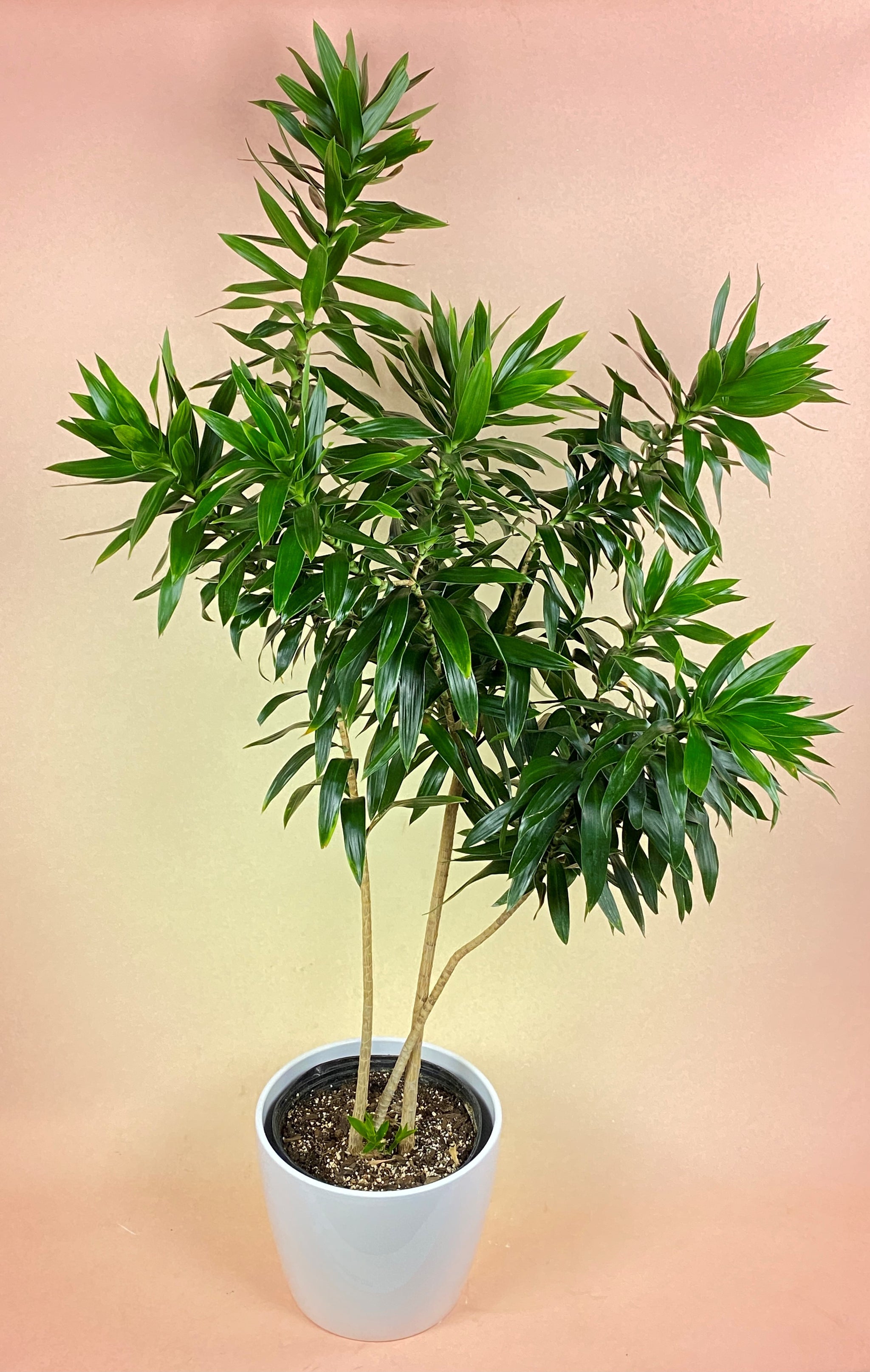 Dracaena Reflexa – Poppies Plant of Joy