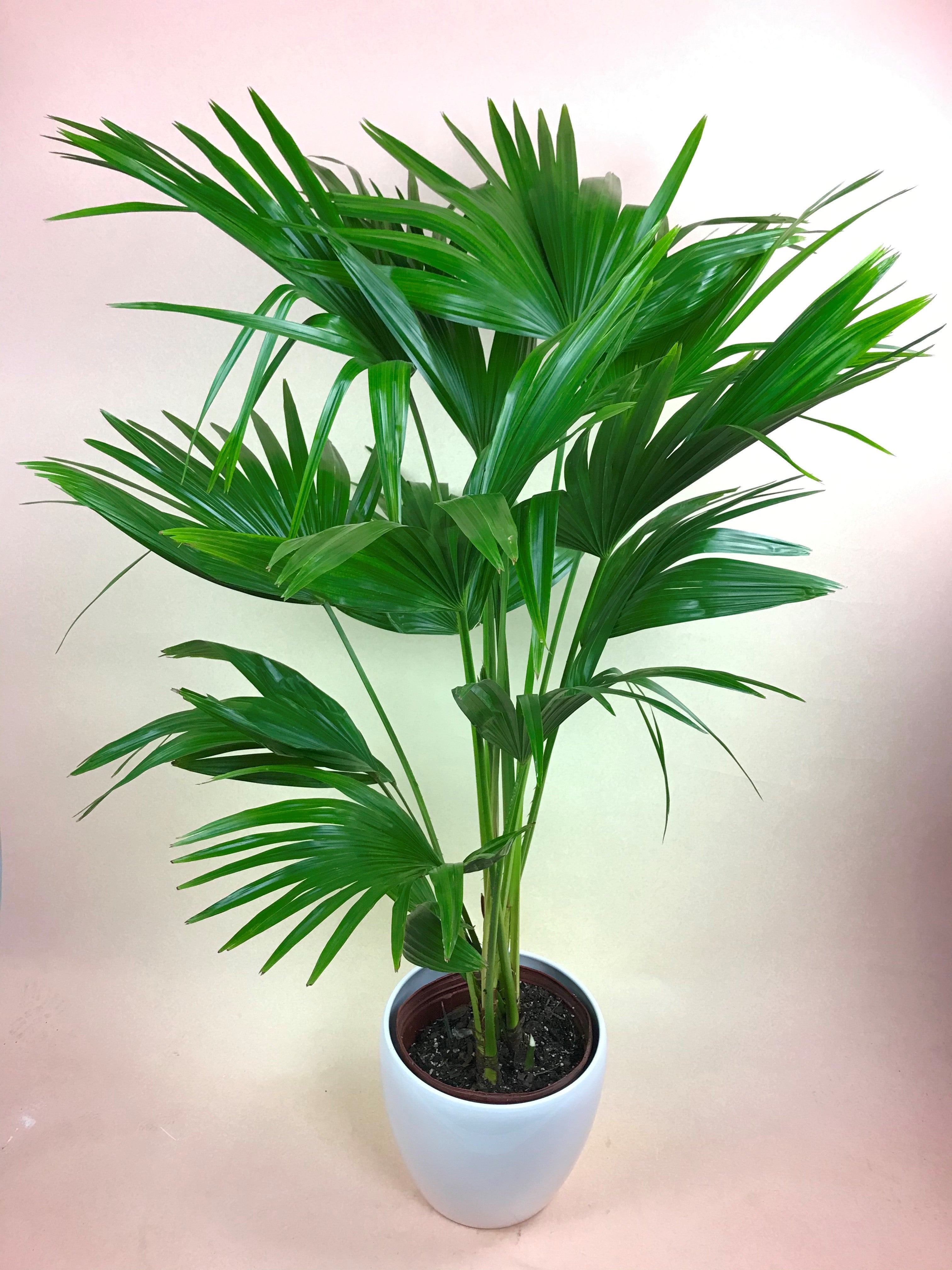indoor fan palm plants Chinese Fan Palm