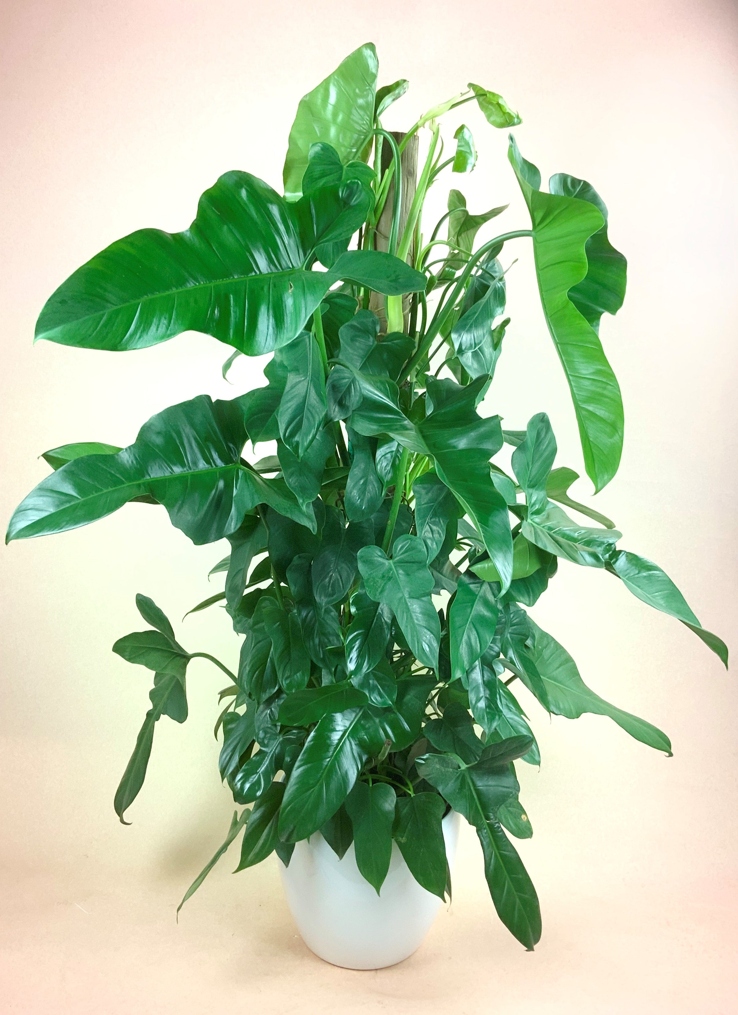 philodendron totem Philodendron Fiddle Leaf Totem