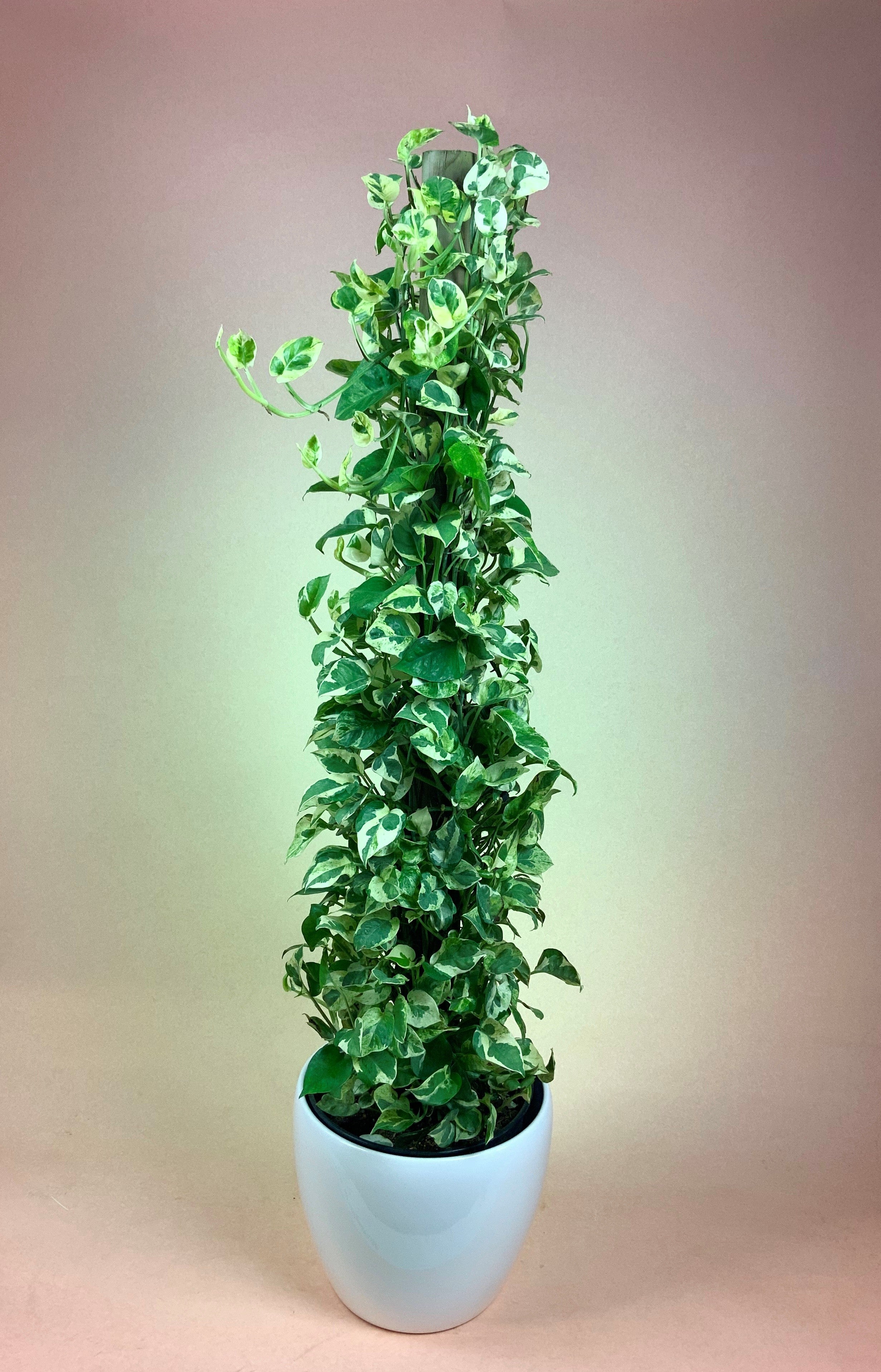 pearl pothos Pothos Pearl and Jade Totem