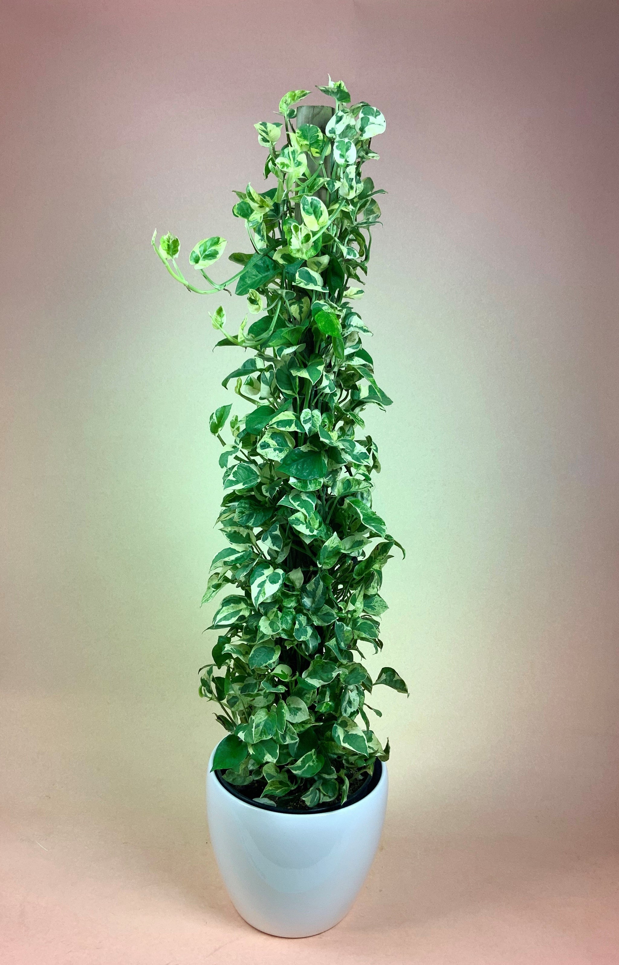 jade and pearl pothos Pothos Pearl and Jade Totem – Poppies Plant of Joy