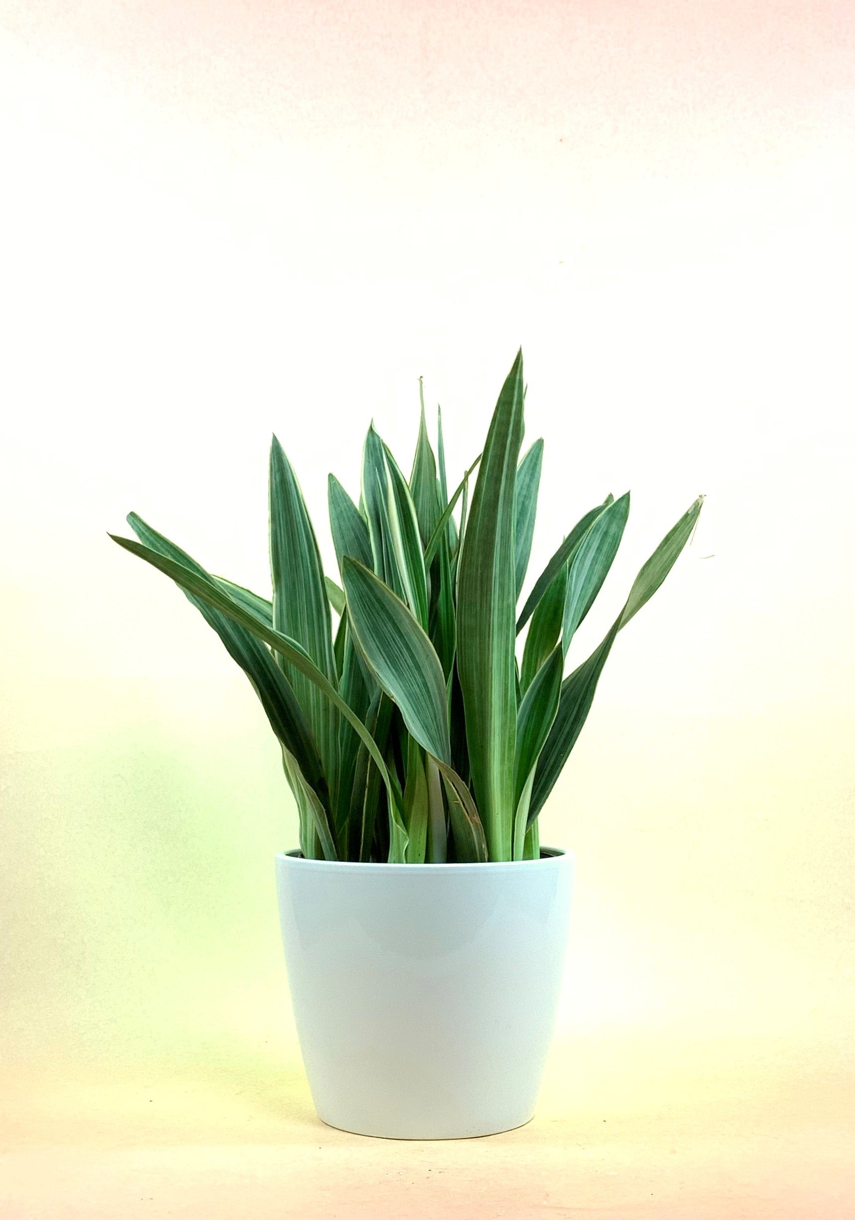 sansevieria sayuri propagation Sansevieria Sayuri