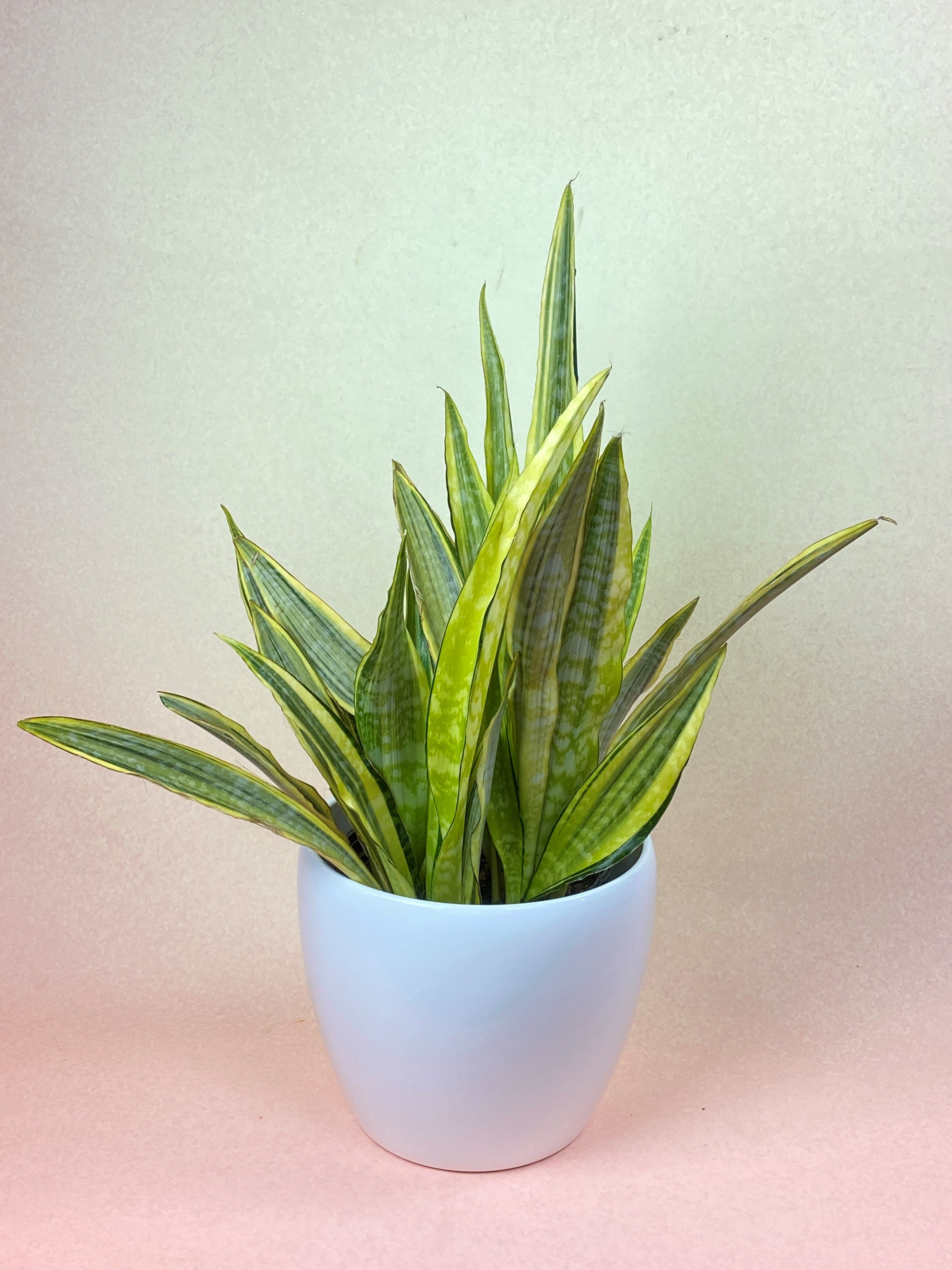 lauren sansevieria Sansevieria Lauren