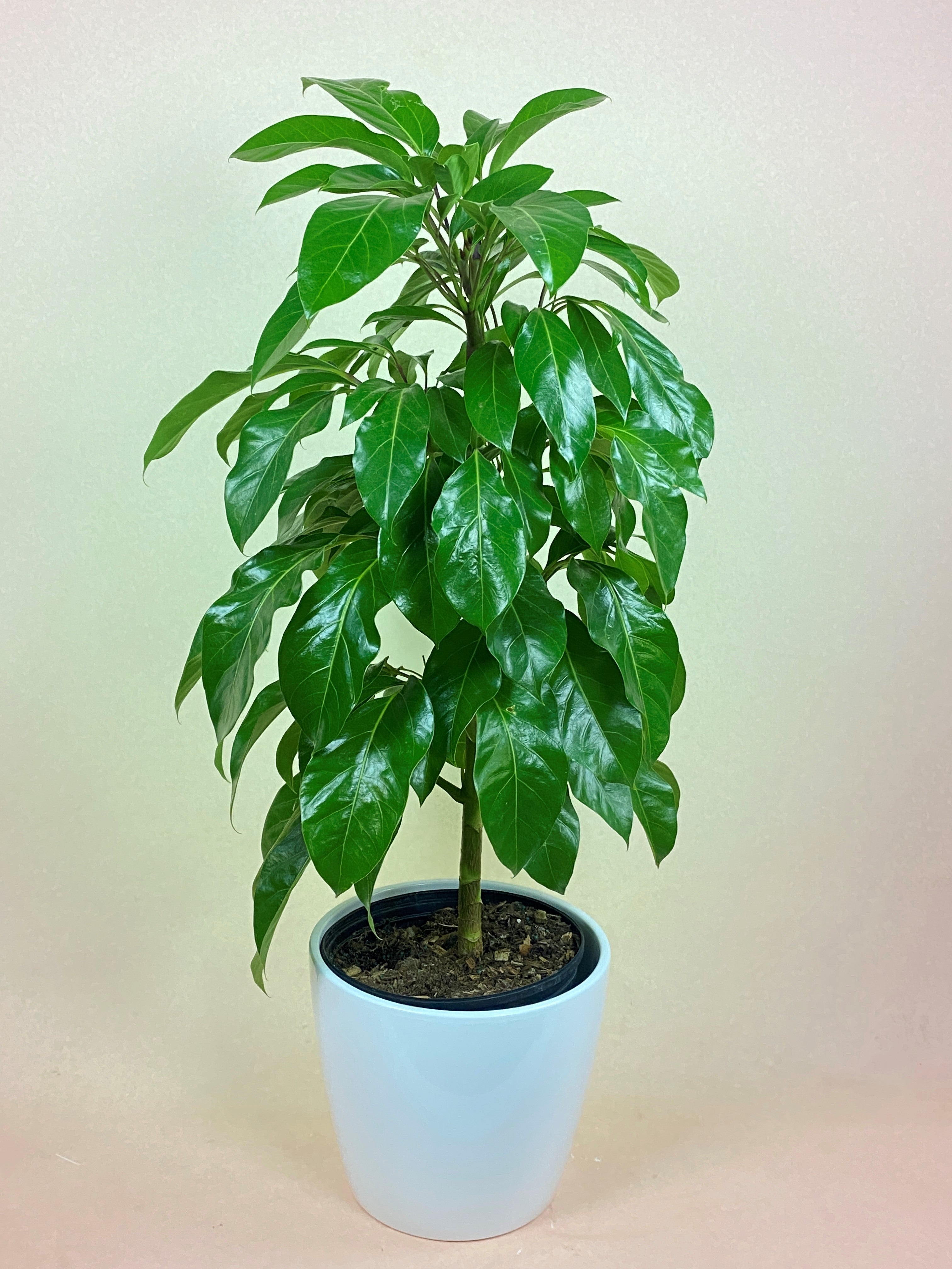 alpine indoor plant Schefflera Alpine