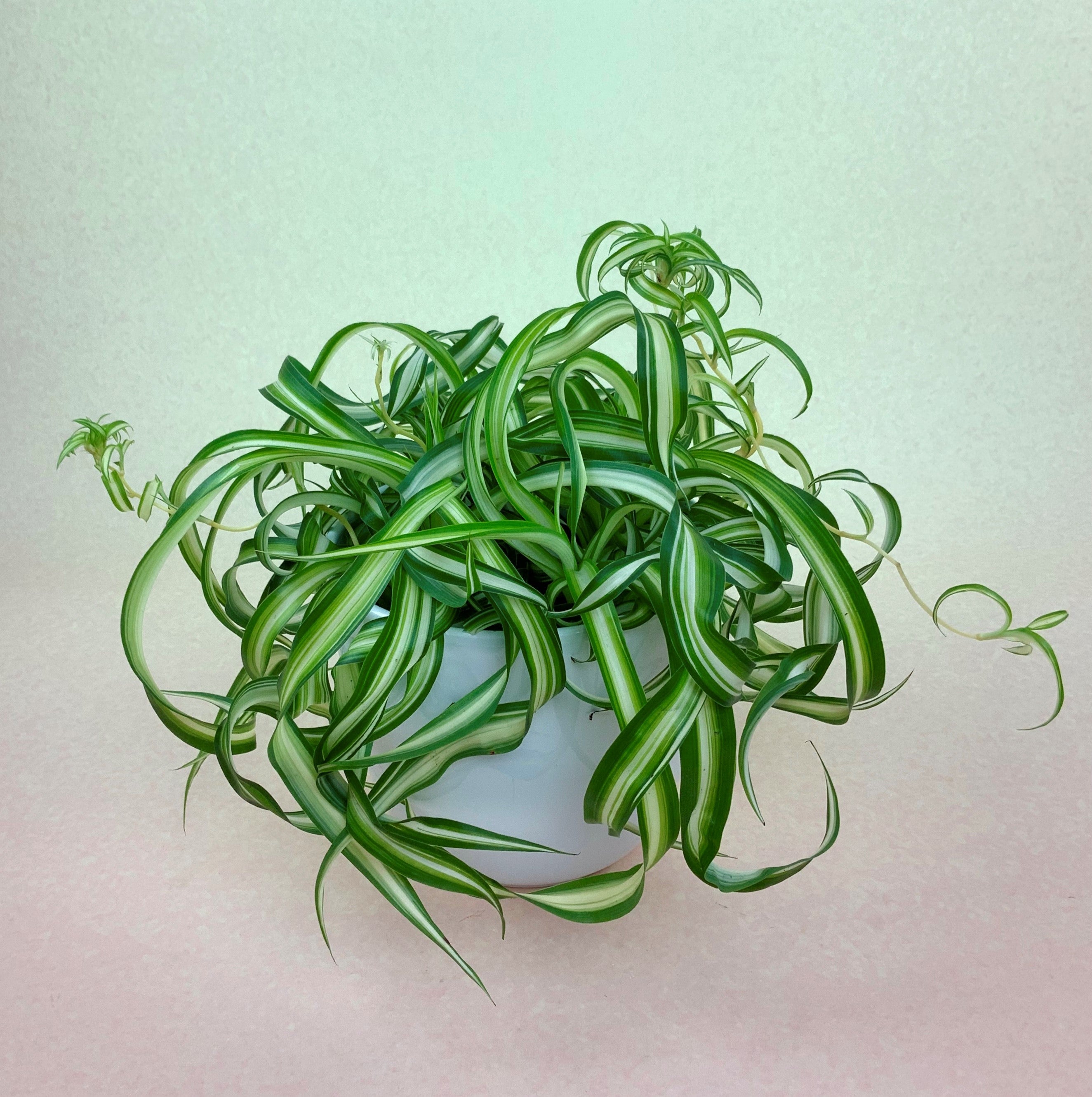 spider plant curly bonnie Spider Plant 'Curly Bonnie'