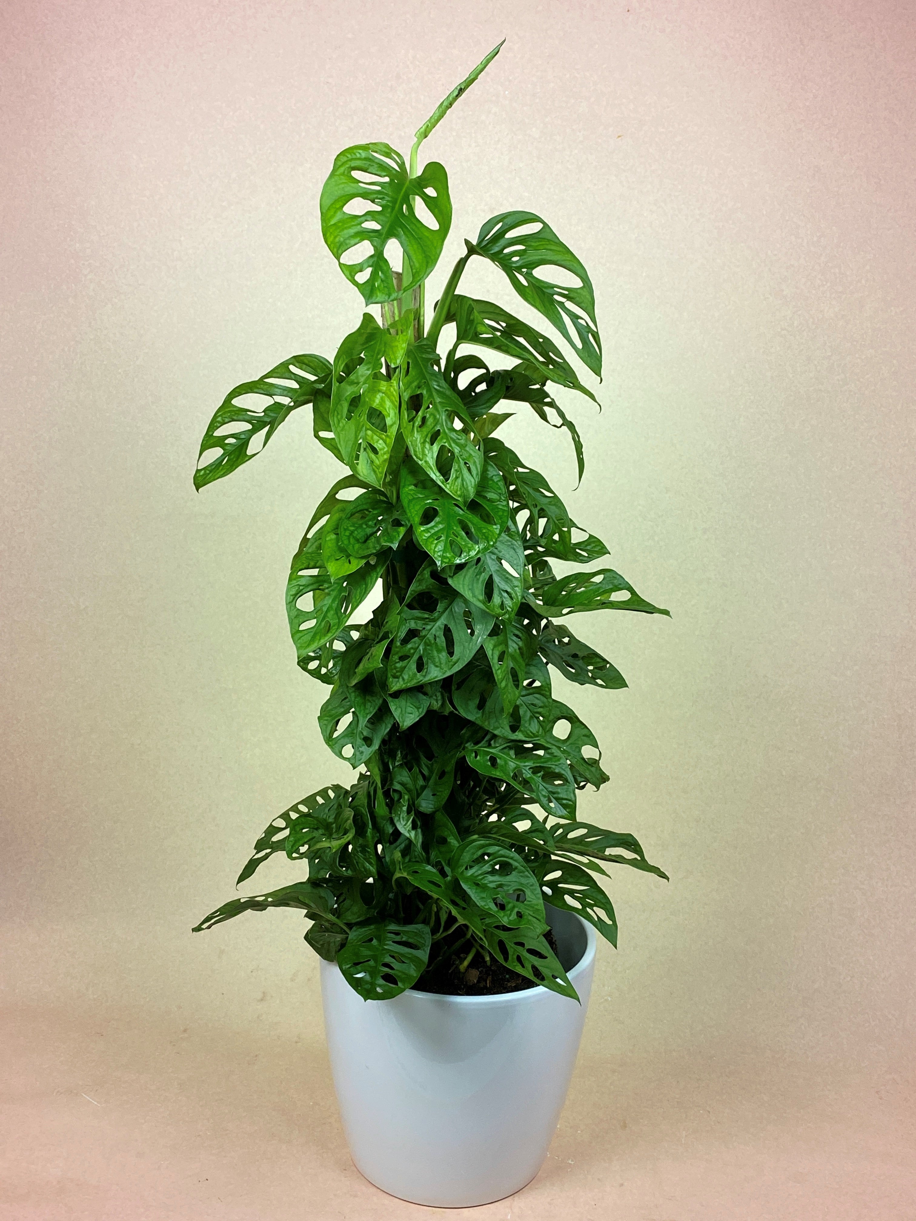 monstera adansonii totem Monstera Adansonii Totem