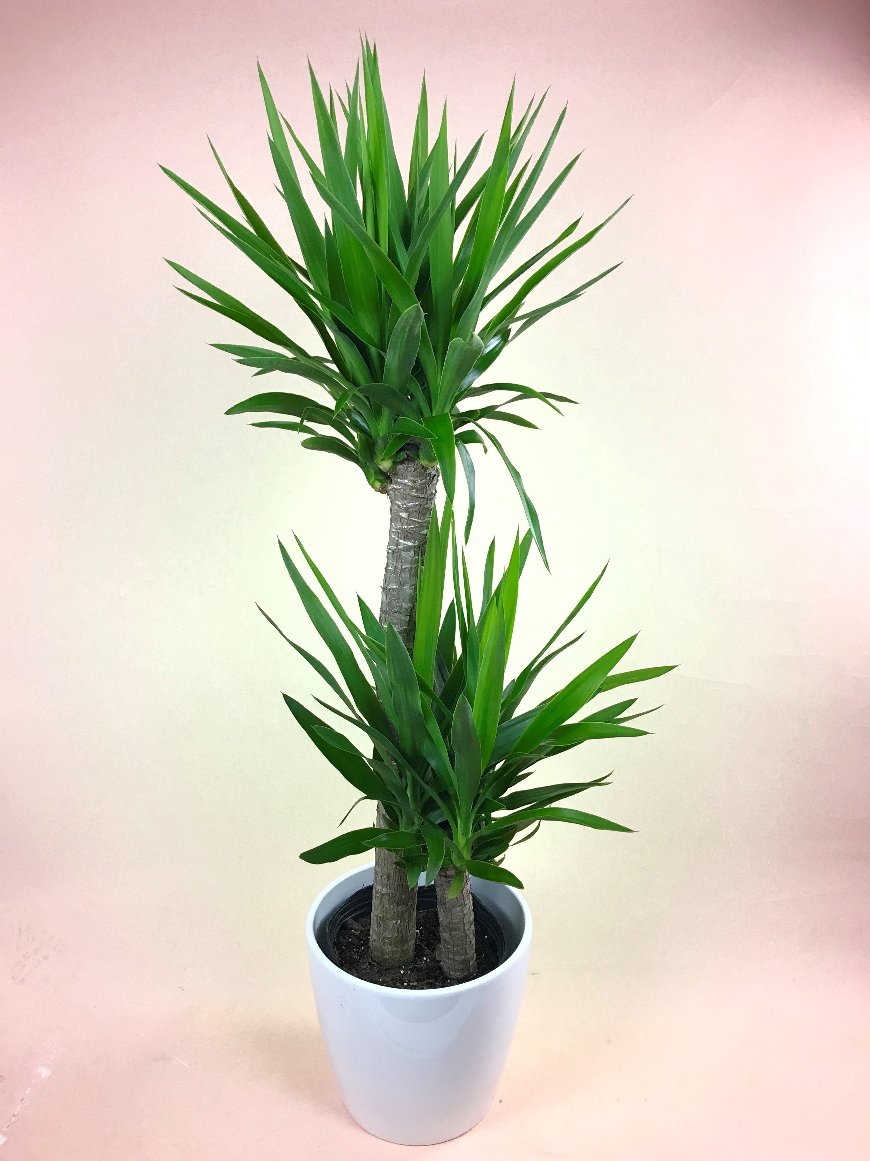 yucca cane 1ppp Yucca Cane – Poppies Plant of Joy